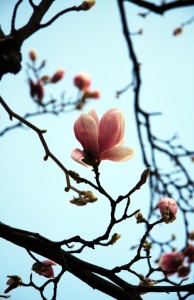 Magnolien